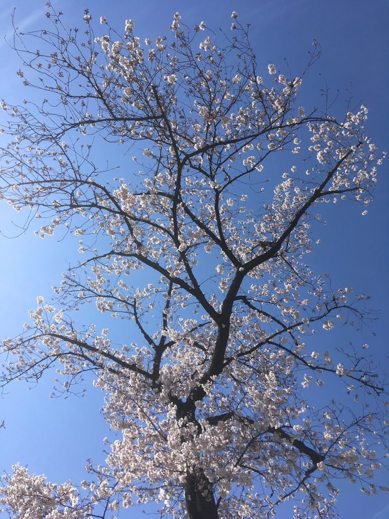 東京の桜はピークを越えてしまいましたが、