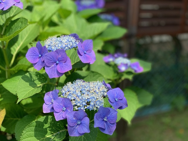 梅雨時期のひと時。