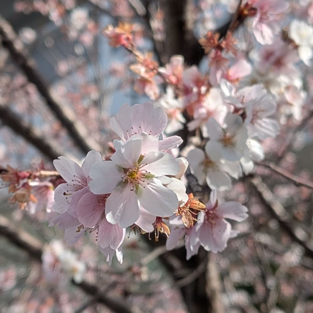 今年も広島店に春が来た！