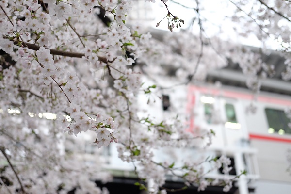 桜華やぐ